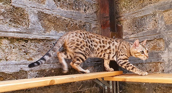 Gatto del Bengala