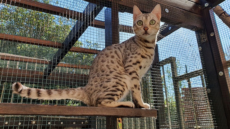 Gatto del Bengala