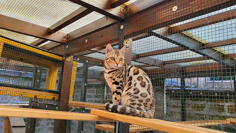 Gatto del Bengala