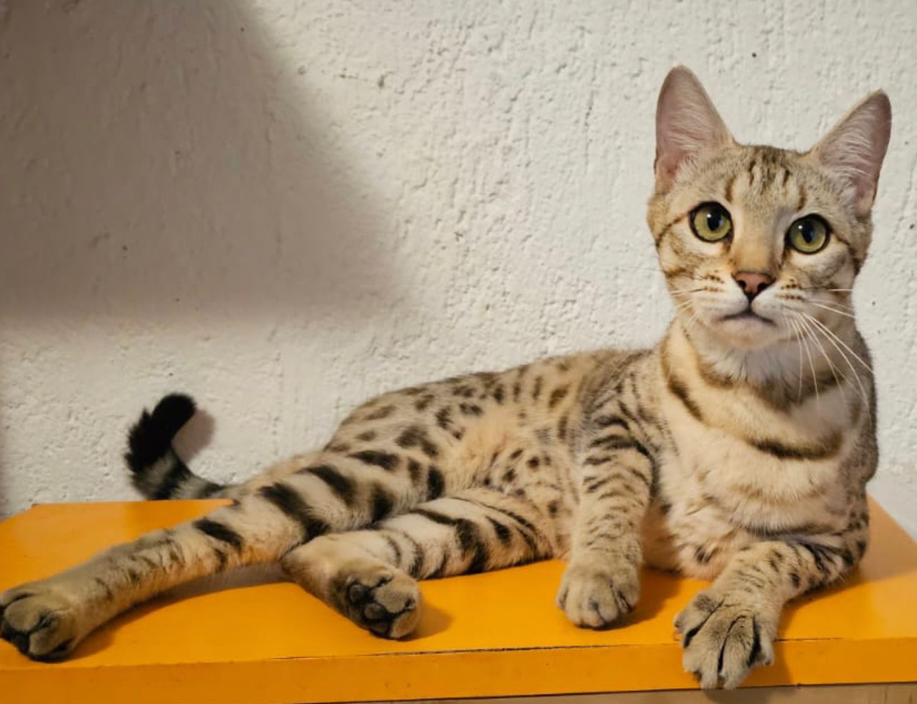 Gatto Bengala