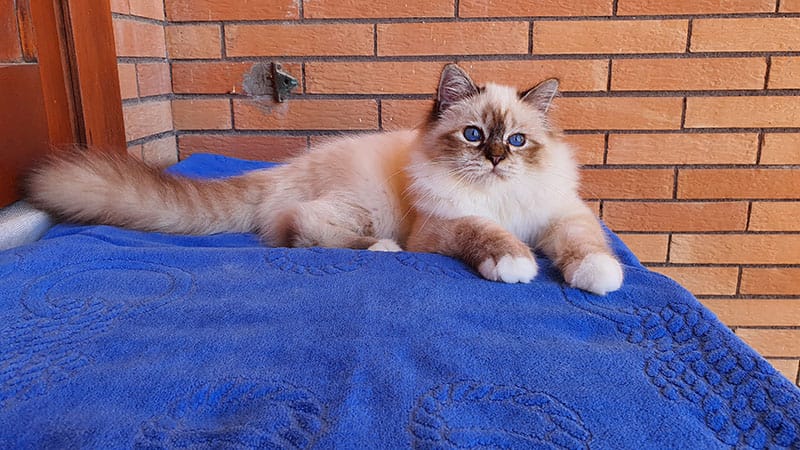 Gatto Sacro dell Birmania
