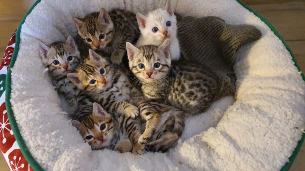 Cuccioli di Zirka Gatto bengala
